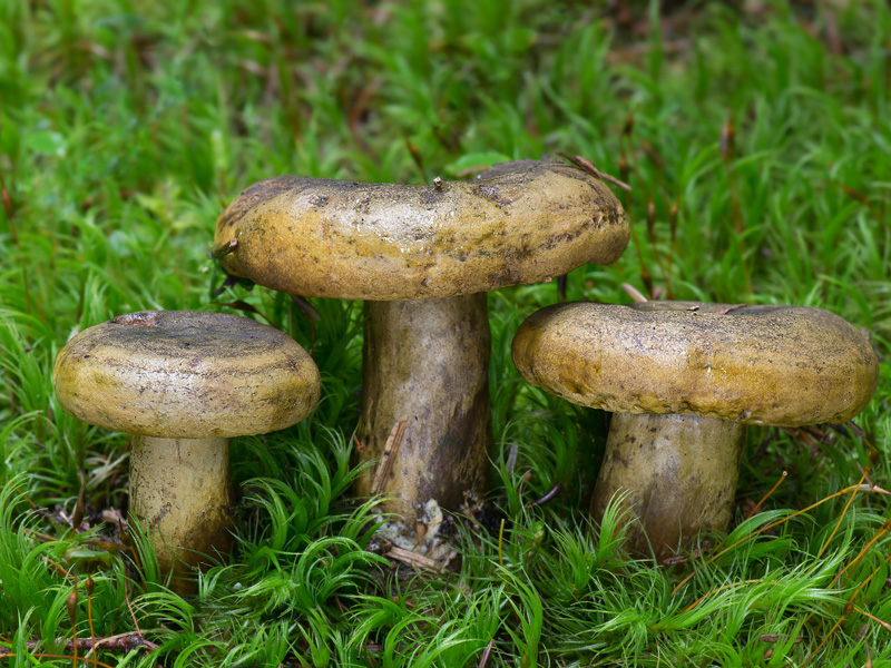 Lactarius turpis